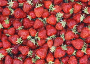 Strawberry, el nuevo modelo de IA de OpenAI que podría llegar en otoño