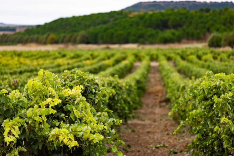 Bodegas Matarromera - Director TIC - Tai Editorial - España