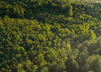 conectividad IoT prevención incendios forestales-directortic